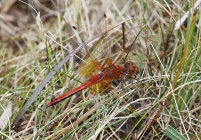 Sympétrum jaune d'or (Le) Sympetrum flaveolum (Linnaeus, 1758)