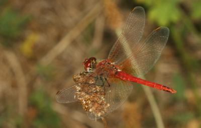 Sympétrum de Fonscolombe (Le) Sympetrum fonscolombii (Selys, 1840)