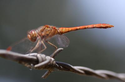 Sympétrum méridional (Le) Sympetrum meridionale (Selys, 1841)