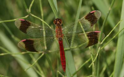 Sympétrum du Piémont (Le) Sympetrum pedemontanum (O.F. Müller in Allioni, 1766)