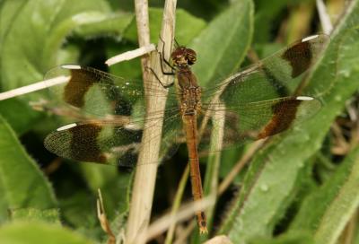 Sympétrum du Piémont (Le) Sympetrum pedemontanum (O.F. Müller in Allioni, 1766)