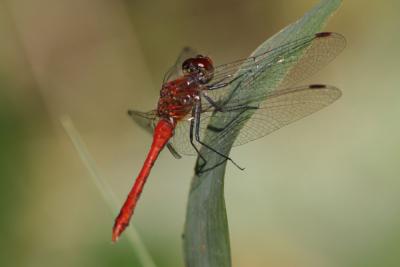 Sympétrum sanguin (Le), Sympétrum rouge sang (Le) Sympetrum sanguineum (O.F. Müller, 1764)