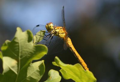 Sympétrum sanguin (Le), Sympétrum rouge sang (Le) Sympetrum sanguineum (O.F. Müller, 1764)
