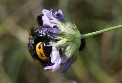  Megascolia maculata flavifrons (Fabricius, 1775)