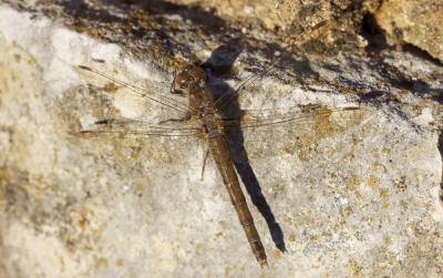 Sympétrum fascié (Le) Sympetrum striolatum (Charpentier, 1840)