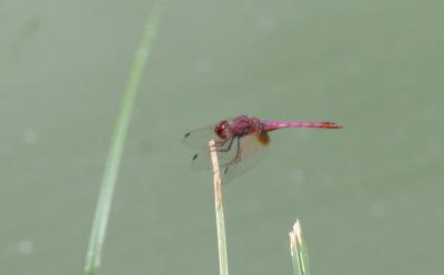 Trithémis annelé (Le) Trithemis annulata (Palisot de Beauvois, 1807)