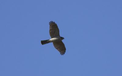 Épervier d'Europe Accipiter nisus (Linnaeus, 1758)