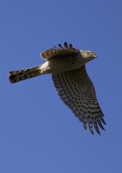 Épervier d'Europe Accipiter nisus (Linnaeus, 1758)
