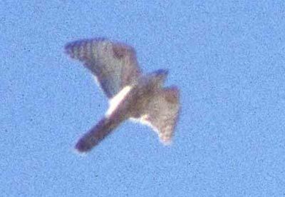 Autour des palombes Accipiter gentilis (Linnaeus, 1758)