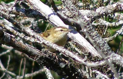 Phragmite des joncs Acrocephalus schoenobaenus (Linnaeus, 1758)