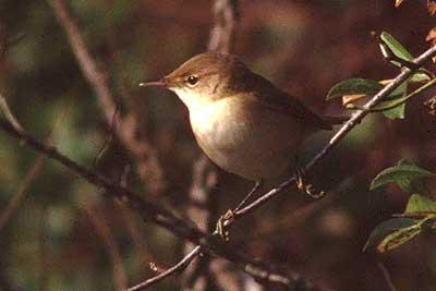 Rousserolle effarvatte Acrocephalus scirpaceus (Hermann, 1804)