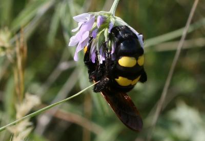  Megascolia maculata flavifrons (Fabricius, 1775)