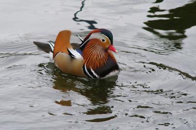 Canard mandarin Aix galericulata (Linnaeus, 1758)