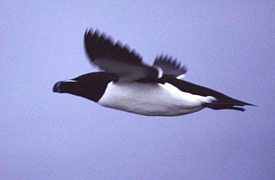 Petit pingouin, Pingouin torda Alca torda Linnaeus, 1758