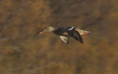 Canard souchet Spatula clypeata (Linnaeus, 1758)