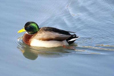 Canard colvert Anas platyrhynchos Linnaeus, 1758