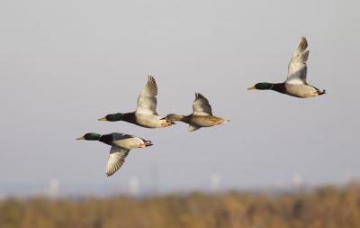 Canard colvert Anas platyrhynchos Linnaeus, 1758