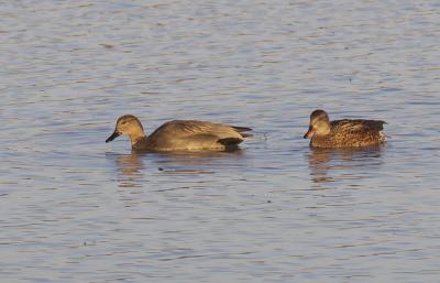 Canard chipeau Mareca strepera (Linnaeus, 1758)