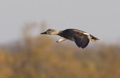 Canard chipeau Mareca strepera (Linnaeus, 1758)