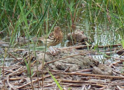 Pipit à gorge rousse Anthus cervinus (Pallas, 1811)