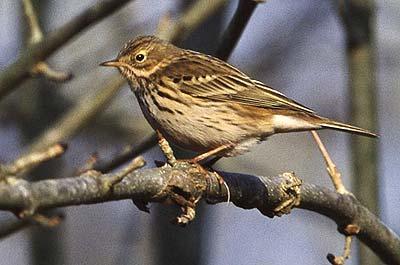 Pipit farlouse Anthus pratensis (Linnaeus, 1758)