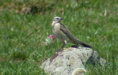 Pipit spioncelle Anthus spinoletta (Linnaeus, 1758)