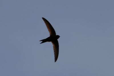 Martinet noir Apus apus (Linnaeus, 1758)