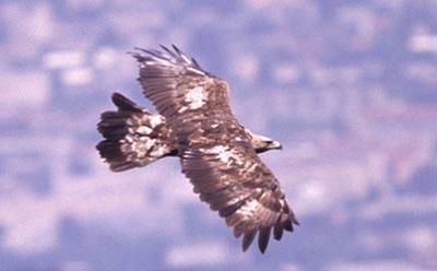 Aigle royal Aquila chrysaetos (Linnaeus, 1758)