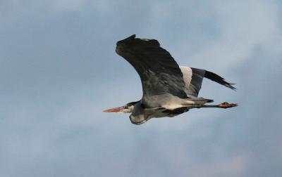 Héron cendré Ardea cinerea Linnaeus, 1758
