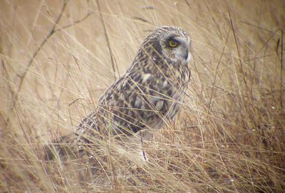 Hibou des marais Asio flammeus (Pontoppidan, 1763)