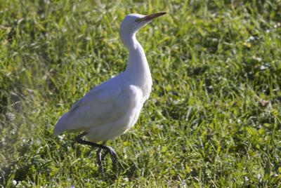 Héron garde-boeufs Bubulcus ibis (Linnaeus, 1758)