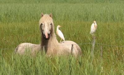 Héron garde-boeufs Bubulcus ibis (Linnaeus, 1758)