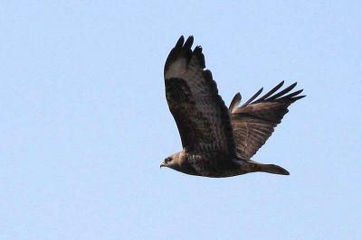 Buse variable Buteo buteo (Linnaeus, 1758)