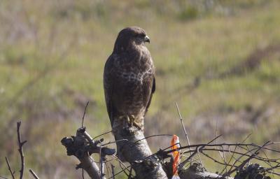 Buse variable Buteo buteo (Linnaeus, 1758)