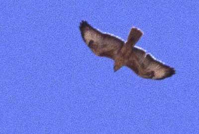 Buse féroce Buteo rufinus (Cretzschmar, 1827)