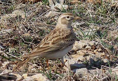 Alouette calandrelle Calandrella brachydactyla (Leisler, 1814)