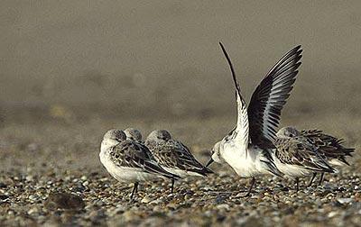 Bécasseau sanderling Calidris alba (Pallas, 1764)