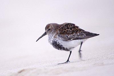 Bécasseau variable Calidris alpina (Linnaeus, 1758)