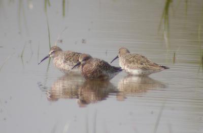 Bécasseau cocorli Calidris ferruginea (Pontoppidan, 1763)