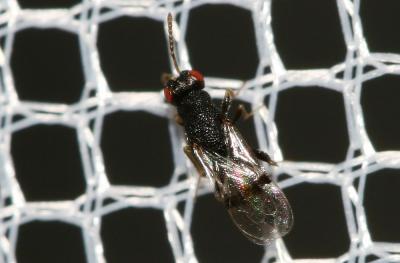  Sycophila biguttata (Swederus, 1795)