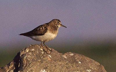 Bécasseau de Temminck Calidris temminckii (Leisler, 1812)