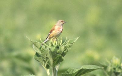Linotte mélodieuse Carduelis cannabina (Linnaeus, 1758)