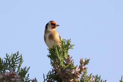 Chardonneret élégant Carduelis carduelis (Linnaeus, 1758)