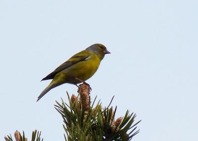 Venturon montagnard Carduelis citrinella (Pallas, 1764)