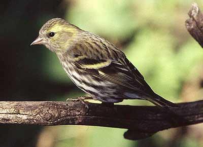 Tarin des aulnes Carduelis spinus (Linnaeus, 1758)