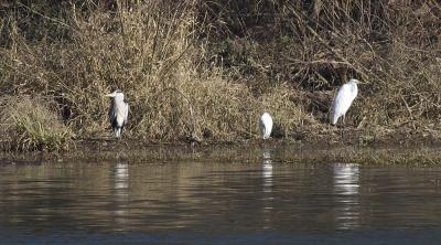 Grande Aigrette Ardea alba Linnaeus, 1758