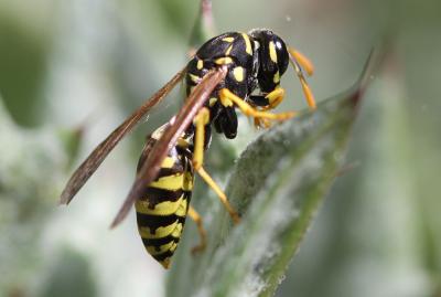 Guêpe poliste Polistes dominula (Christ, 1791)