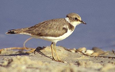 Petit Gravelot Charadrius dubius Scopoli, 1786