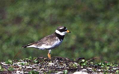 Grand Gravelot Charadrius hiaticula Linnaeus, 1758