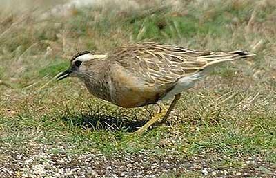 Pluvier guignard Eudromias morinellus (Linnaeus, 1758)